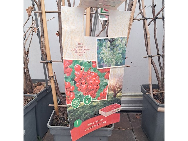 Partij planten en bomen - afbeelding 19 van  22