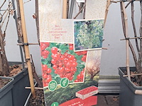 Partij planten en bomen - afbeelding 19 van  22