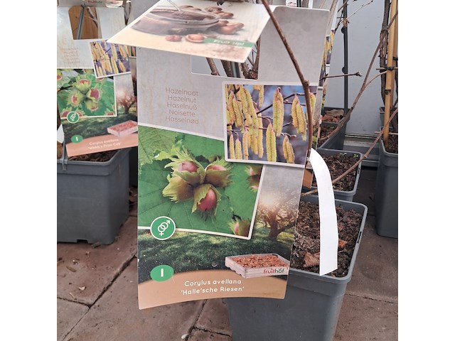 Partij planten en bomen - afbeelding 20 van  22