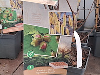 Partij planten en bomen - afbeelding 20 van  22