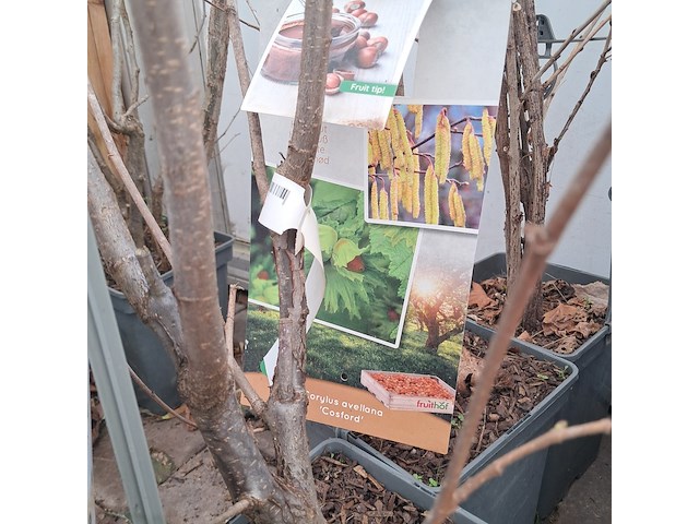 Partij planten en bomen - afbeelding 21 van  22