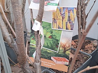 Partij planten en bomen - afbeelding 21 van  22