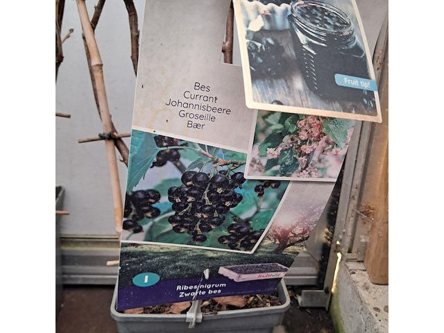 Partij planten en bomen - afbeelding 22 van  22