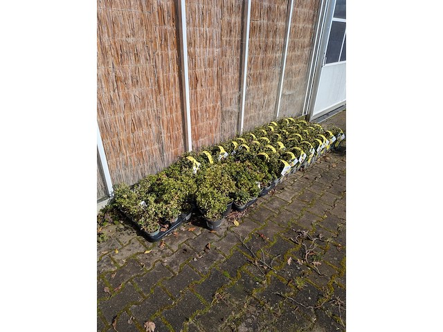 Partij planten in pot, japanse hulst - afbeelding 1 van  10