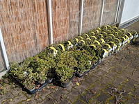 Partij planten in pot, japanse hulst - afbeelding 1 van  10