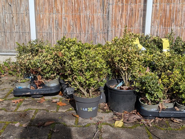 Partij planten in pot, japanse hulst - afbeelding 3 van  10