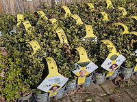 Partij planten in pot, japanse hulst - afbeelding 6 van  10