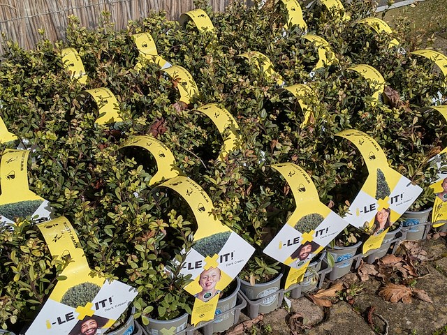 Partij planten in pot, japanse hulst - afbeelding 7 van  10