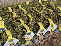 Partij planten in pot, japanse hulst - afbeelding 7 van  10