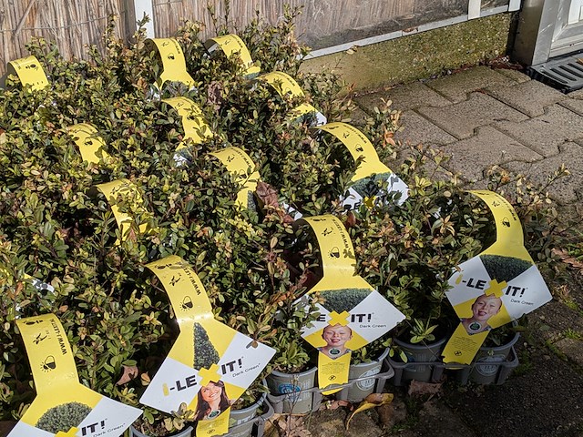 Partij planten in pot, japanse hulst - afbeelding 8 van  10