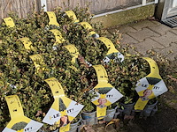 Partij planten in pot, japanse hulst - afbeelding 8 van  10