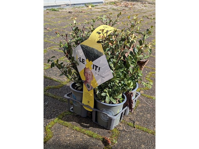 Partij planten in pot, japanse hulst - afbeelding 9 van  10