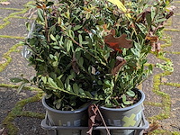 Partij planten in pot, japanse hulst - afbeelding 10 van  10