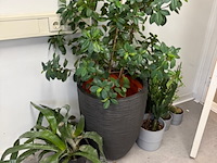 Partij planten in pot - afbeelding 1 van  8