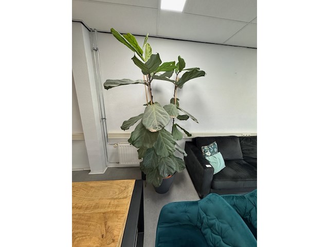 Partij planten in pot - afbeelding 2 van  8