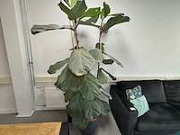 Partij planten in pot - afbeelding 2 van  8