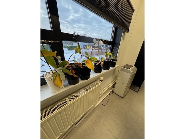 Partij planten in pot - afbeelding 3 van  8