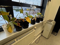 Partij planten in pot - afbeelding 3 van  8