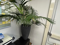 Partij planten in pot - afbeelding 4 van  8