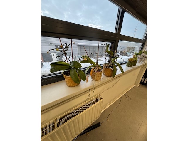 Partij planten in pot - afbeelding 6 van  8