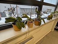 Partij planten in pot - afbeelding 6 van  8