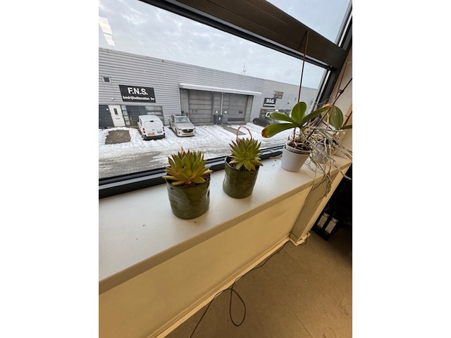 Partij planten in pot - afbeelding 7 van  8