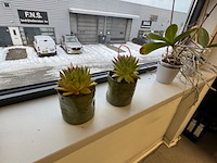 Partij planten in pot - afbeelding 7 van  8