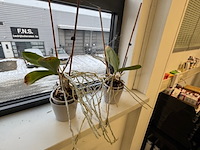 Partij planten in pot - afbeelding 8 van  8