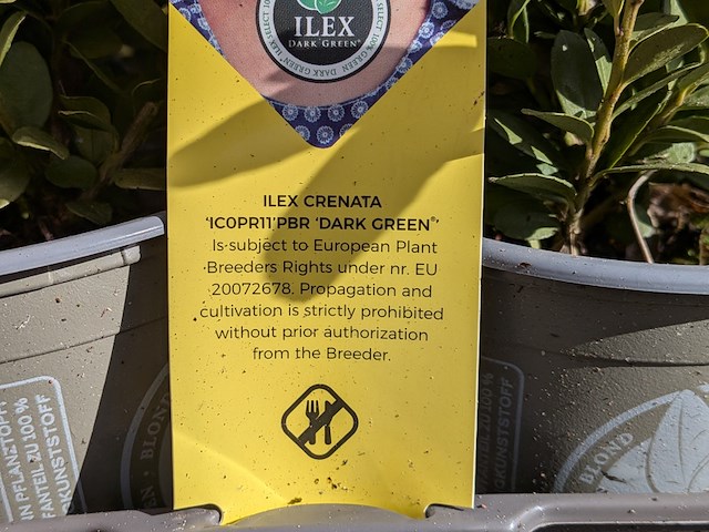 Partij planten in pot - afbeelding 2 van  10