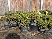 Partij planten in pot - afbeelding 3 van  10