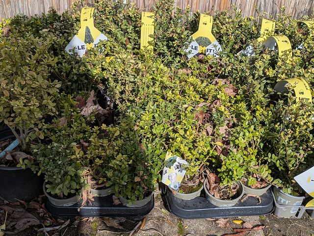Partij planten in pot - afbeelding 4 van  10