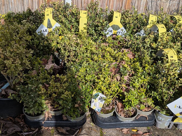 Partij planten in pot - afbeelding 5 van  10