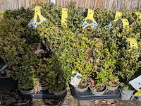 Partij planten in pot - afbeelding 5 van  10