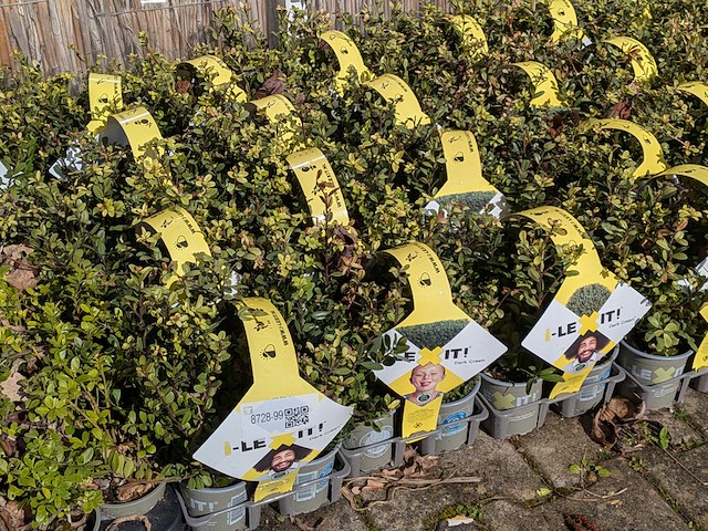 Partij planten in pot - afbeelding 6 van  10