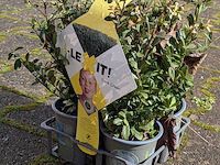 Partij planten in pot - afbeelding 9 van  10