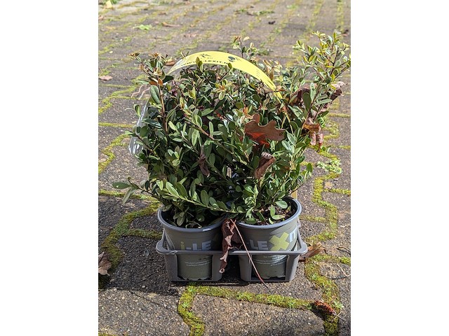 Partij planten in pot - afbeelding 10 van  10