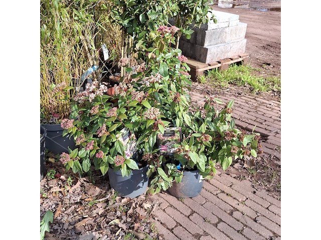 Partij planten in pot - afbeelding 2 van  16