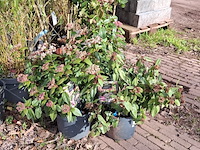 Partij planten in pot - afbeelding 2 van  16