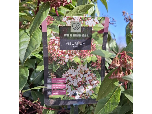 Partij planten in pot - afbeelding 3 van  16