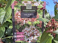 Partij planten in pot - afbeelding 3 van  16