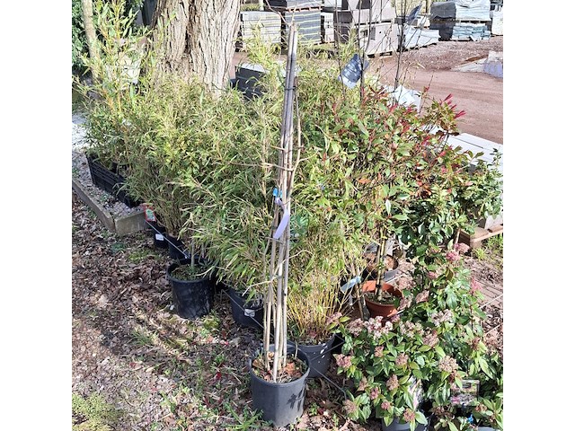 Partij planten in pot - afbeelding 4 van  16