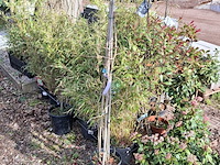 Partij planten in pot - afbeelding 4 van  16