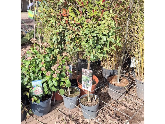 Partij planten in pot - afbeelding 5 van  16