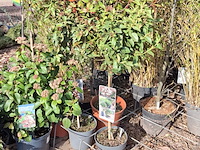 Partij planten in pot - afbeelding 5 van  16