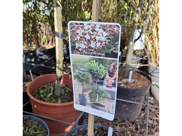 Partij planten in pot - afbeelding 6 van  16