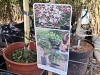 Partij planten in pot - afbeelding 6 van  16