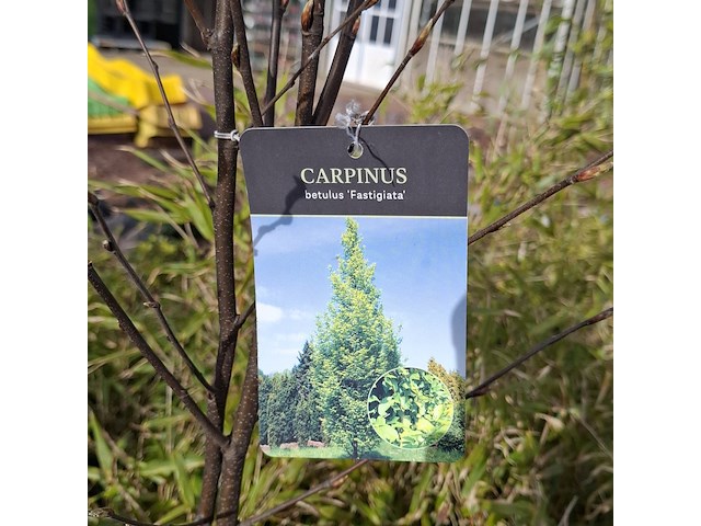 Partij planten in pot - afbeelding 8 van  16