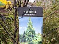 Partij planten in pot - afbeelding 8 van  16