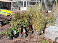 Partij planten in pot - afbeelding 1 van  16