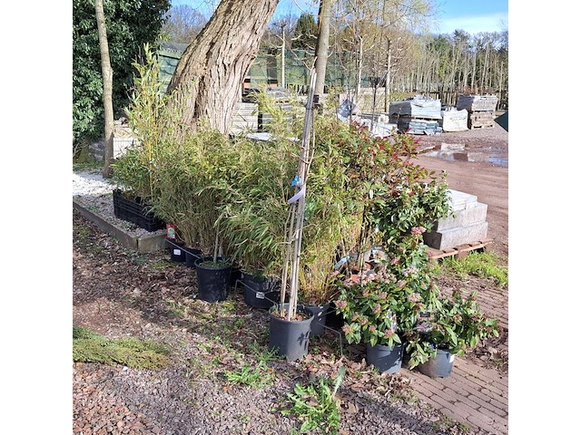 Partij planten in pot - afbeelding 9 van  16